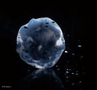 bleu coupé copyright
